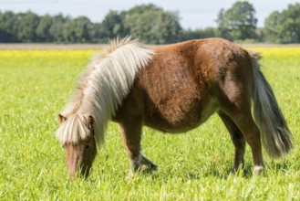 Grazing Shetland pony