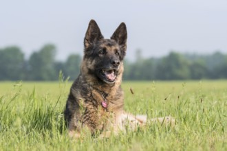 German shepherd dog, lying in the grass