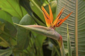 Closeup of Strelitzia reginae, commonly known as the crane flower, bird of paradise, is a species