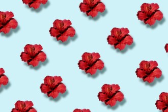 Top view of a trendy pop art pattern of a hibiscus flower. Flat lay.