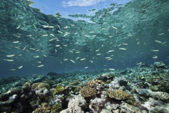 Sardine fusiliers on the reef top, Dipteryginotus balteatus, Marovo Lagoon, Solomon Islands,
