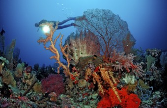Diver and coral reef, Indonesia, Wakatobi Dive Resort, Sulawesi, Indian Ocean, Banda Sea, Asia