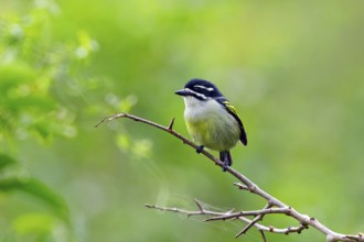 Yellow-rumped Tinkerbird, (Pogoniulus bilineatus), Barbion à croupion jaune, Barbudito culigualdo,