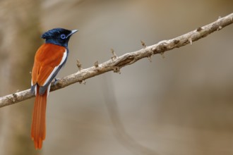 African Paradise Flycatcher, African Paradise-Flycatcher, African Paradise-flycatcher, (Terpsiphone