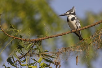 Pied kingfisher (Ceryle rudis), Alcyon pie, MartÌn Pescador PÌo, Marakissa River Camp Marakissa,