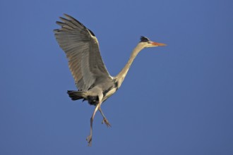 Grey grey heron (Ardea cinerea), western nesting, flight photo, Boat Trip, Tiszaalpár, Kiskunsági