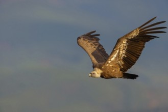 Griffon Vulture, Eurasian Griffon Vulture, Griffon Vulture, Eurasian Griffon, (Gyps fulvu), Vautour