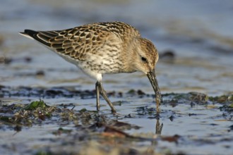 Animal, Animals, Bird, Birds, dunlin (Calidris alpina), Snipe bird, Heligoland, Heligoland,