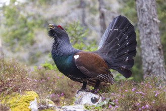 Capercaillie, Western Capercaillie, Tetrao urogallus) in the Wintrer, capercaillie