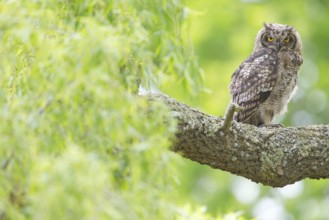Spotted eagle-owl (Bubo africanus), Grand-duc africain, Wakkerstrom surroundings, Wakkerstrom,