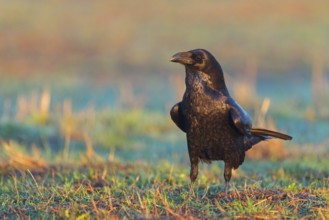 Raven, Common Raven, Raven, (Corvus cor), Grand Corbeau, Hides De Calera / Valley Hide, Calera Y