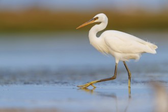 Western Reef Heron, Western Reef-Heron, Western Reef-Egret, (Egretta gularis), Garceta Dimorfa,
