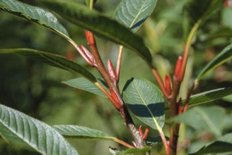 Farges willow (Salix fargesii), Botanical Garden, Zurich, Switzerland, Europe