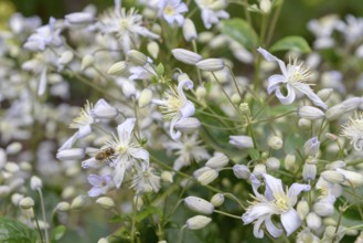 Clematis (Clematis 'Mrs Robert Brydon'), EGA Park, Erfurt, Thuringia, Germany, Europe