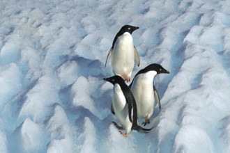Three Adelie penguins in the Antarctic, Wedell Sea, Long-tailed penguins, (Pygoscellis adeliae),