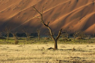 Africa, Namibia, Dead trees in Deadvlei, Africa
