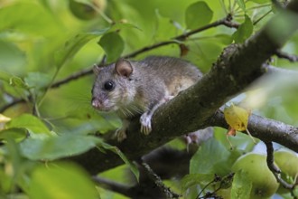Dormouse (Glis glis), Animals, Mammals, Dormice, Nocturnal, Rodents, Baden-Württemberg, Federal
