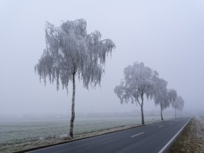 Trees with hoarfrost in the fog on a country road, Braunschweig, Lower Saxony, Germany, Europe