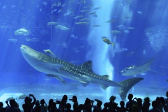 Whale shark in Okinawa Churaumi Aquarium, Japan, Asia