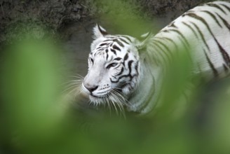 White tiger in forest