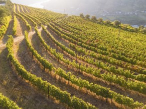 Green Golden Vineyard Terraces of Douro Valley on Sunny Morning. Portugal. Aerial Drone Shot