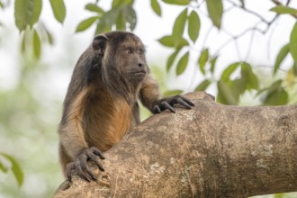 Black howler (Alouatta), juvenile, Pantanal, inland, wetland, UNESCO Biosphere Reserve, World