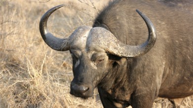 Cape buffalo, Sabi Sands, Kruger National Park, South Africa South Africa