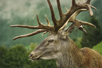 Portrait of Mature Red Deer Stag with Big Antlers Obermaiselstein, Germany, Europe