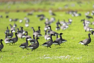 Flock Wild geese in the grass at Dutch wadden island Terschelling