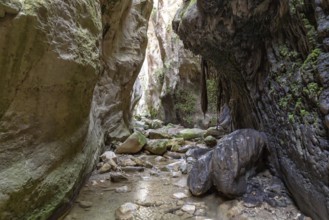 Avagas Gorge in the western part of Cyprus