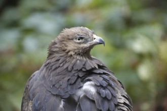 A Lesser Spotted Eagle in the National Park Bavarian Forest
