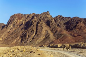 Wild mountain goat with curled horns in the Eilat Mountains. The rocks are composed of sandstones,