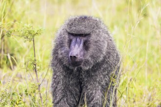 Baboon, or yellow baboon, in the grassy savannah. The famous Masai Mara Reserve in Kenya. The