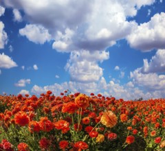 The kibbutz in the south of Israel. Clouds over field of luxury garden buttercups. Concept of rural