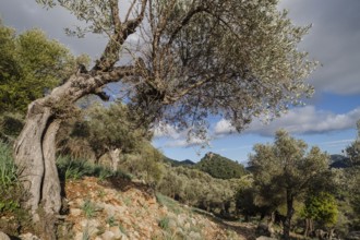 Orient valley, Mallorca, Balearic Islands, Spain, Europe