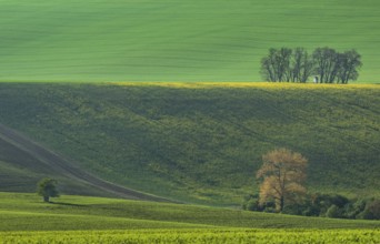 The small white Santa Barbara chapel surrounded by rape and wheat fields. Beautiful abstract