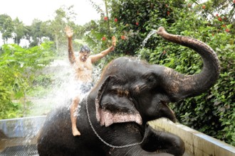 Elephant spraying water on man, Thekkady, Kerala, India, Asia, MR#801B, Asia