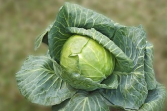 Green vegetable cabbage brassica oleracea var growing in field