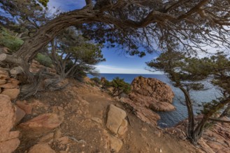 Coastal landscape with bizarre red rocks and gnarled trees with a view of the sea in the sunshine,