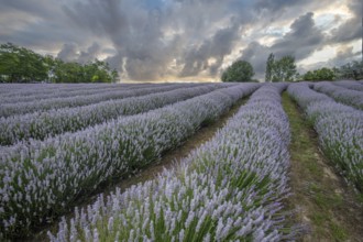 Beautiful summer evening in a lavender field. Large blue lavender bushes blooming in a cultivation