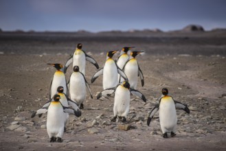 King penguins (Aptenodytes patagonicus), on their way to the sea, Volunteer Point, Falkland