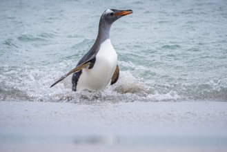 A gentoo penguin (Pygoscelis papua) reaches a beach, Bleaker Island, Falkland Islands, Great