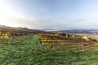 Morning atmosphere at the vineyard, fog drifts over wooded hills in the valley, St. Andrä-Höch,