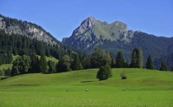 Tannheimer Tal near Tannheim-Grän, Tyrol, Austria, View of the Aggenstein, Tannheimer valley near
