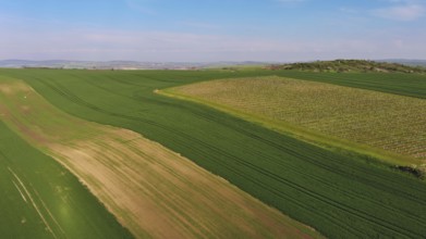 Aerial view of amazing green wavy hills with agricultural fields and vineyards in spring. South