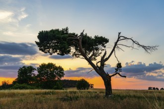 Single pine tree in the sunset atmospheric landscape picture