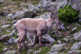 The Alpine ibex (Capra ibex), Mount Blanc area, France, Europe