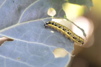 Cabbage butterfly (Pieris brassicae), caterpillar feeding on cabbage leaves, Velbert, North