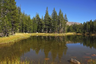A quiet lake, surrounded by woods, in the mountains of Yosemite Park. Early autumn morning