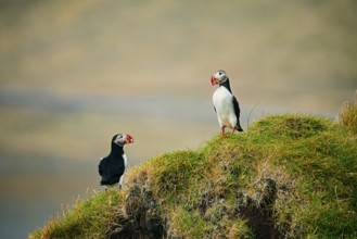 Puffins on a grass-covered cliff appearing to communicate naturally, bird, puffins, puffins, animal